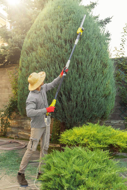 Best Tree Removal Services  in Bret Harte, CA